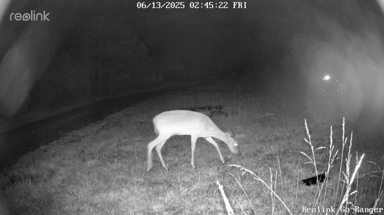 Infrared camera image of a deer from the Go Ranger PT