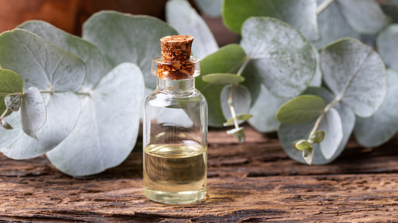 Eucalyptus oil on a wood table