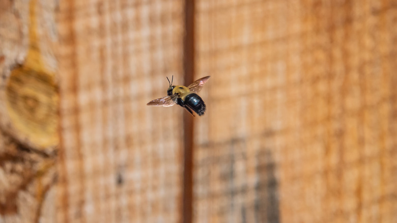 carpenter bee flying