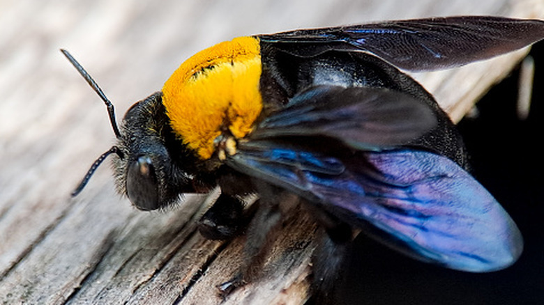 close up of carpenter bee on wood