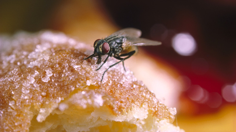 house fly on a sugary bakery item