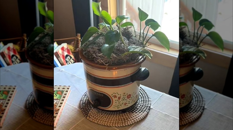 Old Crock-Pot used as planter.