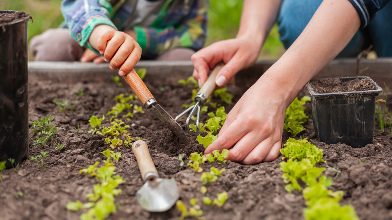hands tending garden