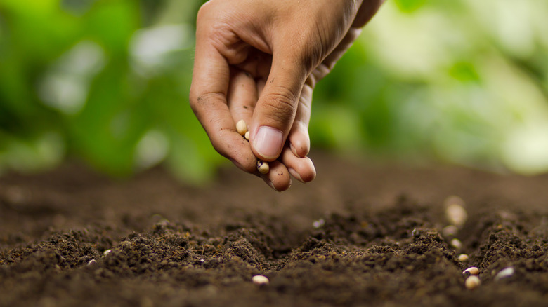 A hand plants seeds in soil