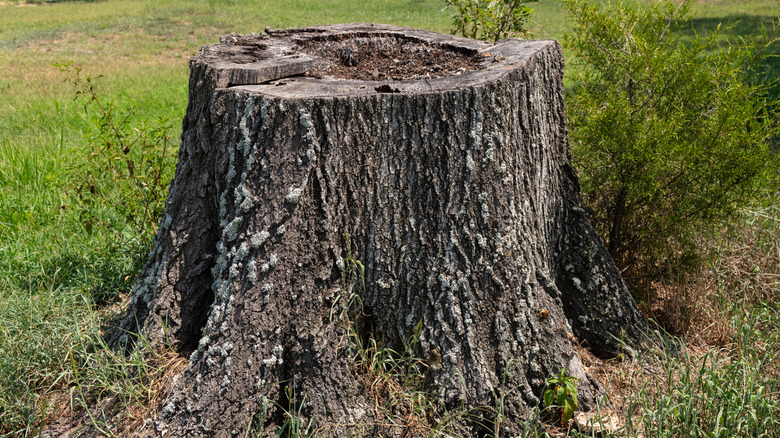 Backyard tree stump