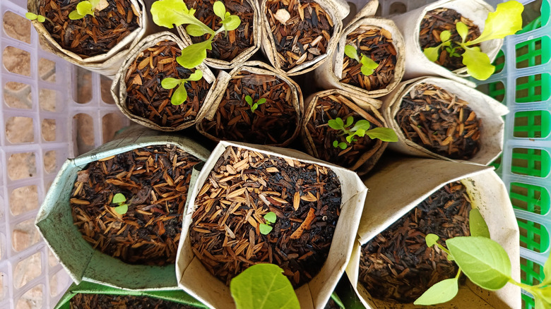 seed pots made of paper