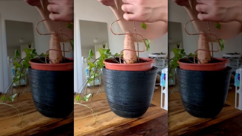 A wire hanger transformed into a support for a houseplant.