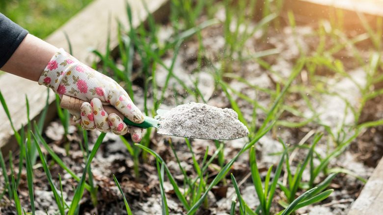 A gloved hand holds a trowel full of ash above a growing garden