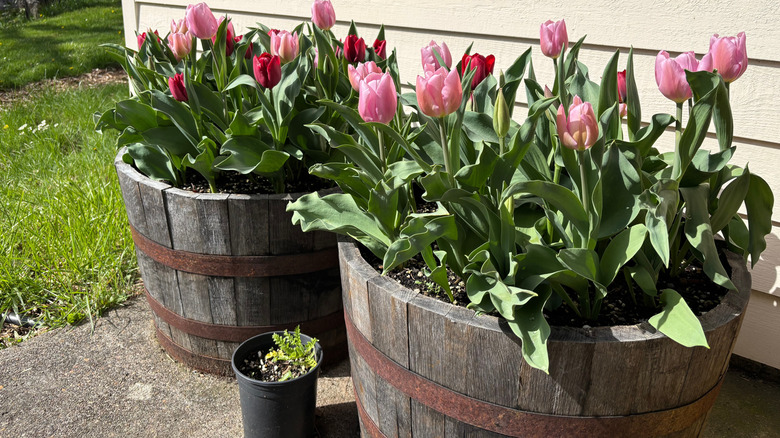Pretty pink and red tulips blooming in old wine barrel planters