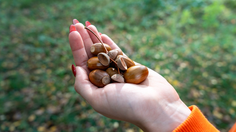 Someone in an orange shirt with a handful of acorns.