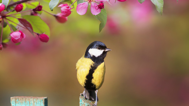 yellow bird perched on fence post