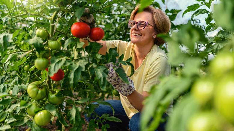 person smiling at tomato plant