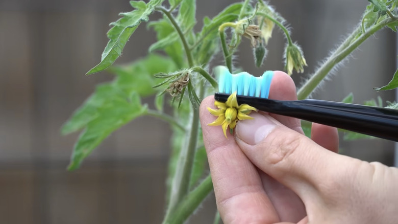 hand holding electric toothbrush to tomato flower