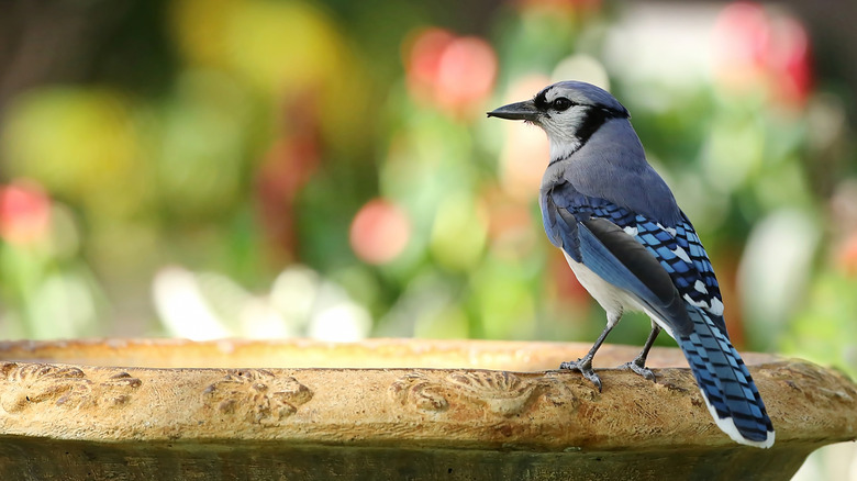 Blue jay on the edge of a birdbath