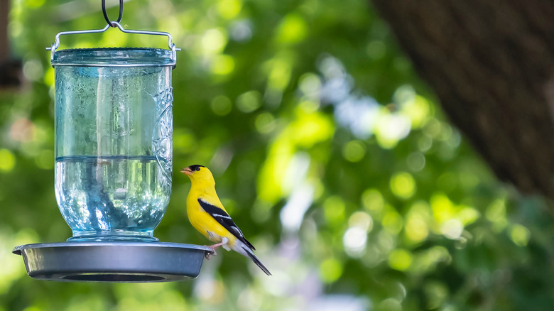 Goldfinch at a bird waterer
