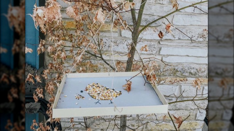 DIY shoebox lid bird feeder