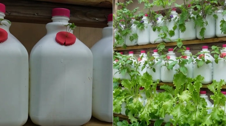 Split image of a milk jug with small plant growing in it and an entire vertical garden with milk jugs