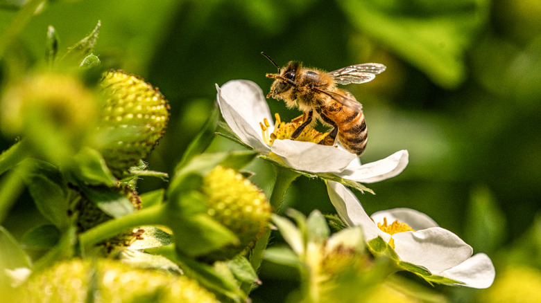 A closeup of a bee on a white flower petal