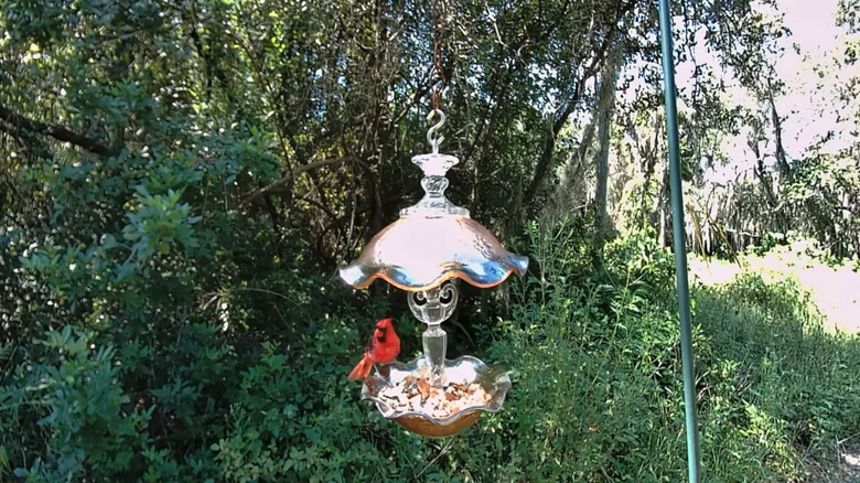 Glass bird feeder hanging in garden with cardinal on it.