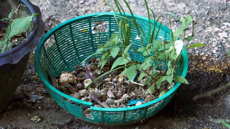 Man making a laundry basket planter in garden