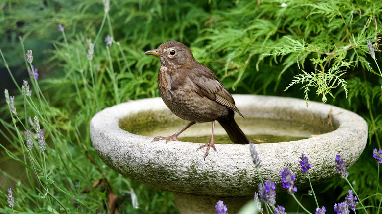 Bird perched on side of birdbath