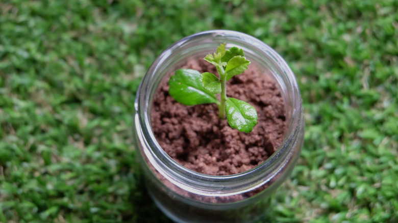 Plant growing in a glass jar