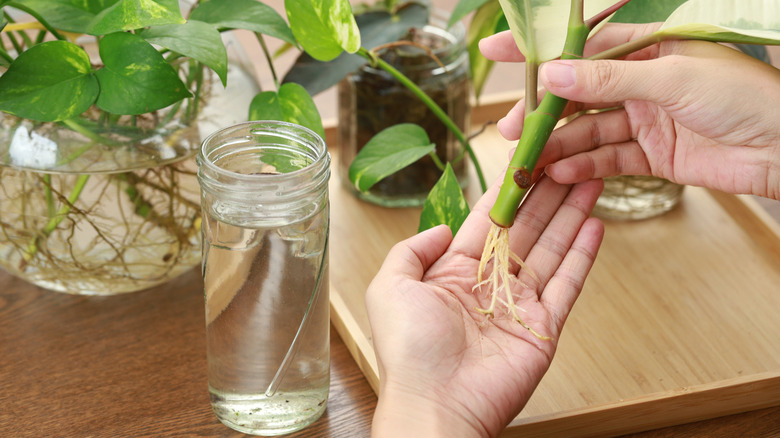 Female hand putting a plant cutting in a small glass jar with water