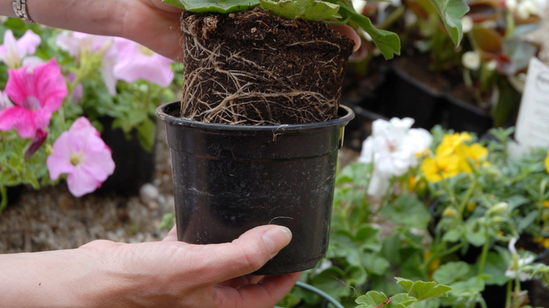 A person takes a plant out of an old nursery pot