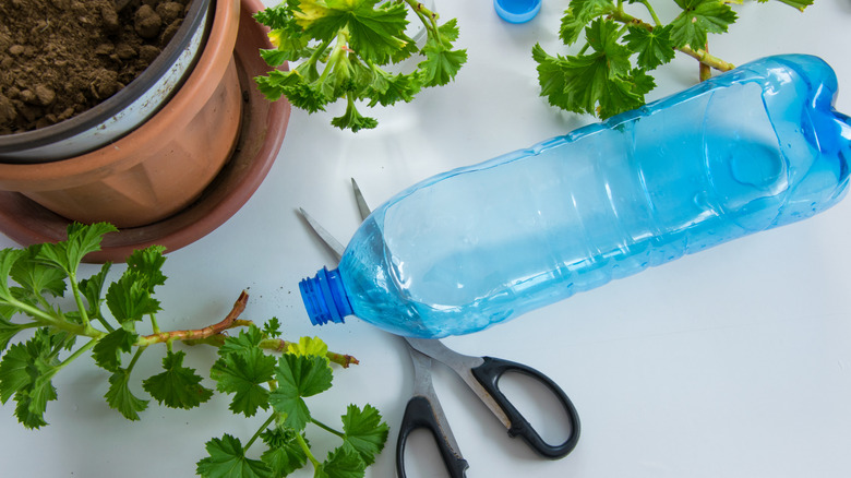 empty plastic water bottle and plant DIY