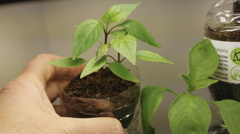 hand holding seedling growing in water bottle