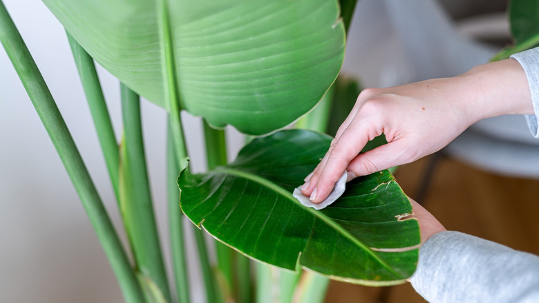 A person wipes down large green houseplant leaves to remove dust