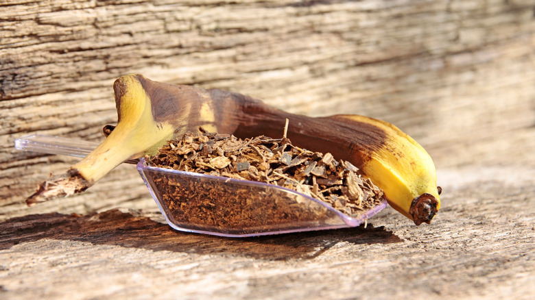 A browning banana peel sits on a scoop of organic soil material