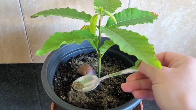 Person sprinkling tea into houseplant