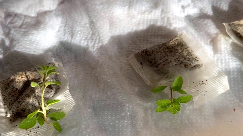 Tea bag seed starters