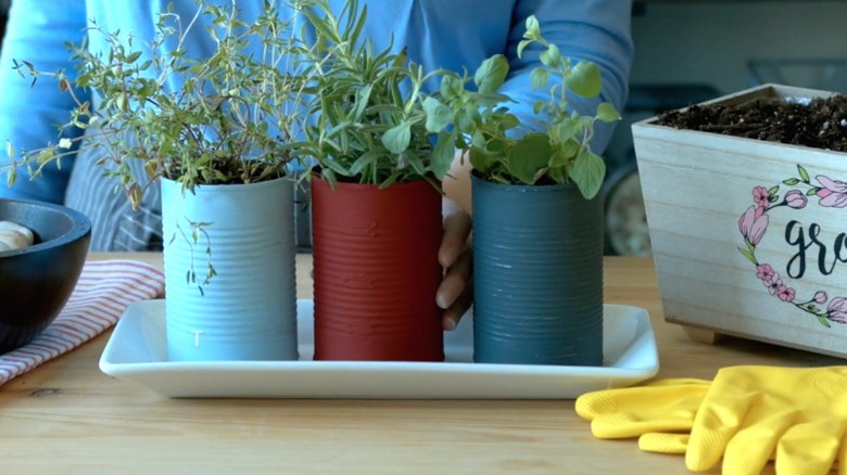 Person potting herbs in painted repurposed soup cans