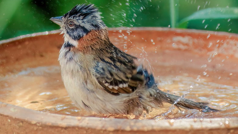 bird splashing in bath