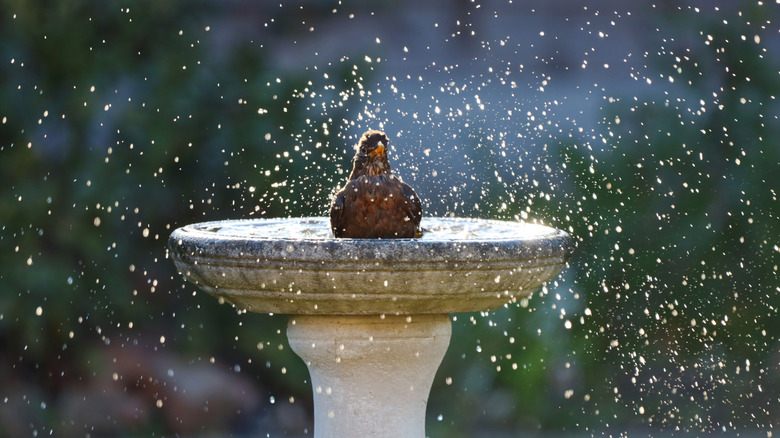 Bird splashing in a birdbath