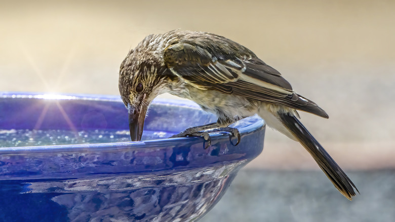 Brown bird drinking from blue birdbath