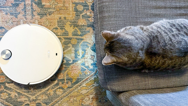 cat on a sofa cushion watching the Roborock Qrevo Edge 3 Pro robot vacuum head under the sofa