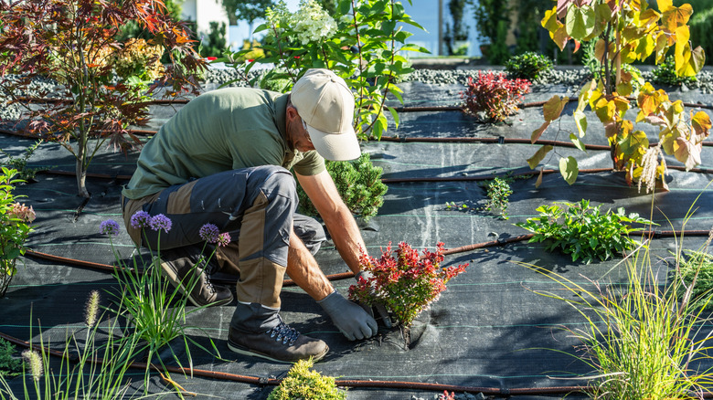 Person planting flowers through landscaping fabric.