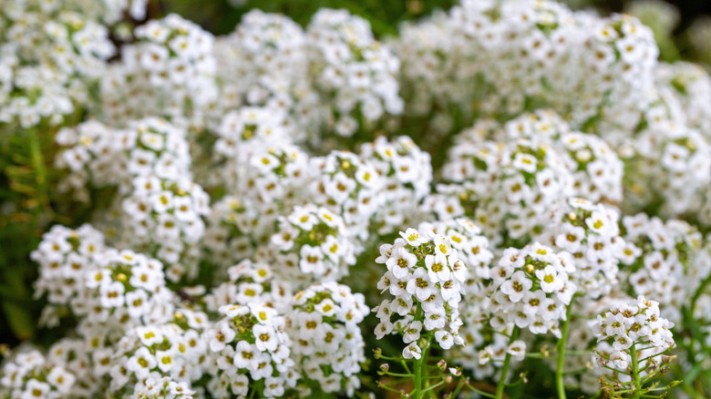 Close-up of white alyssum flowers blooming