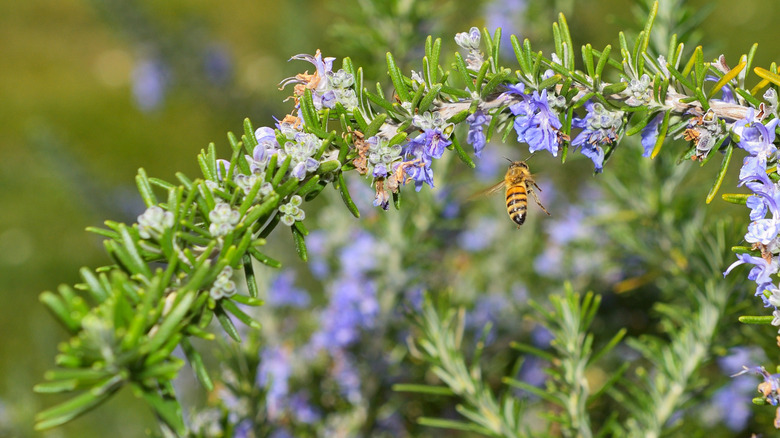 A bee visits a flowering rosemary plant for pollination