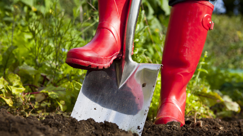 Person in red boots digging with shovel into soil