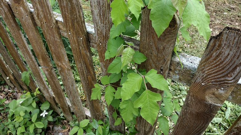 Poison ivy growing up a fence in a yard