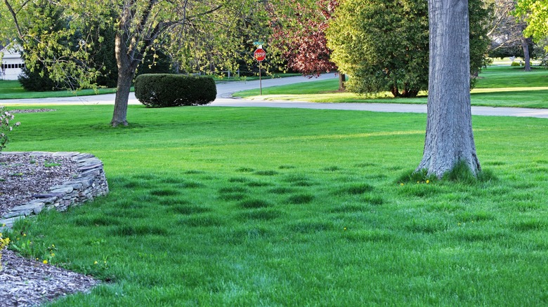 A lush, bumpy lawn in a suburban setting