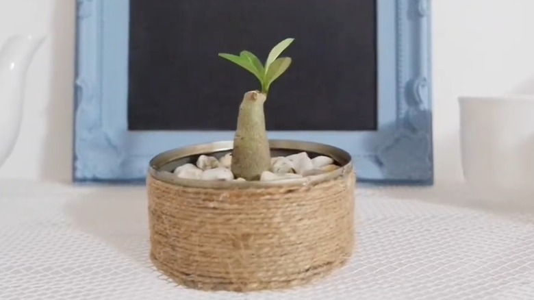 Mini succulent plantlet in twine-wrapped tuna can planter with soil and rocks on white table