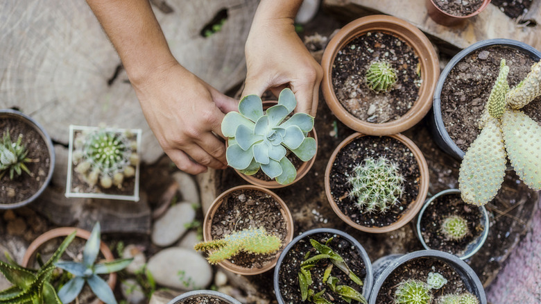 person planting mini succulents outdoors in tiny pots