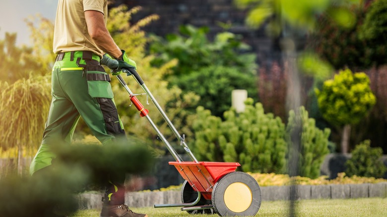 Worker fertilizing a lawn with a walk-behind spreader
