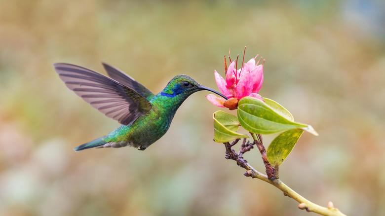 blue and green hummingbird drinking from pink flower