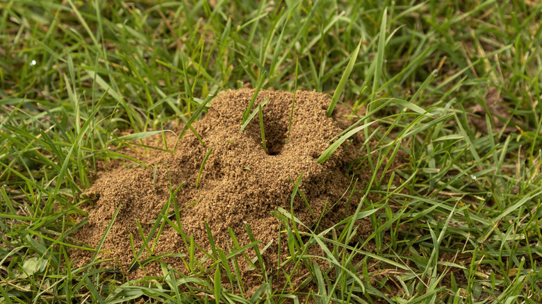 An ant hill in a lawn